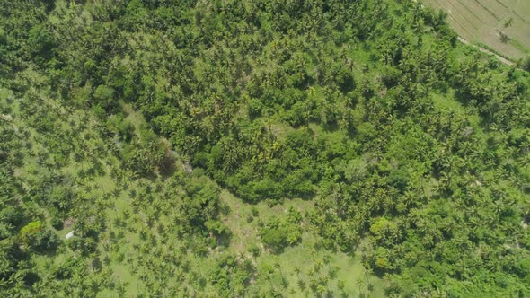 Tropical Landscape with Palm Trees. Philippines, Luzon