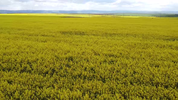 Large Flower Fields of Yellow Canola Against the Backdrop of Rocky Mountains