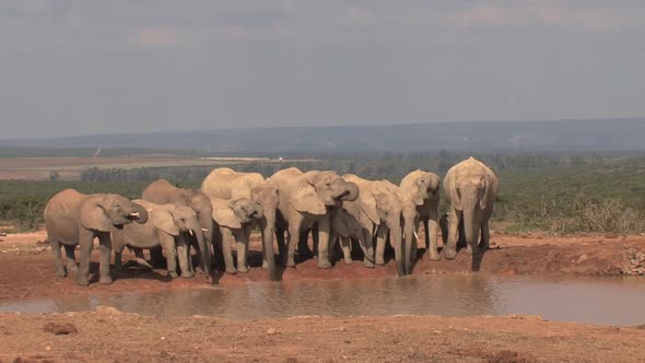 Herd of African Elephants at A Watering Hole