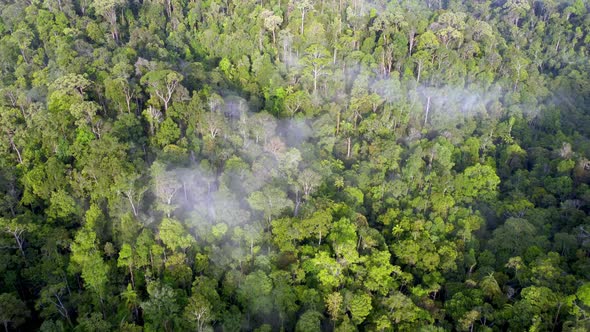 Aerial look down thick cloud at Malaysia rainforest