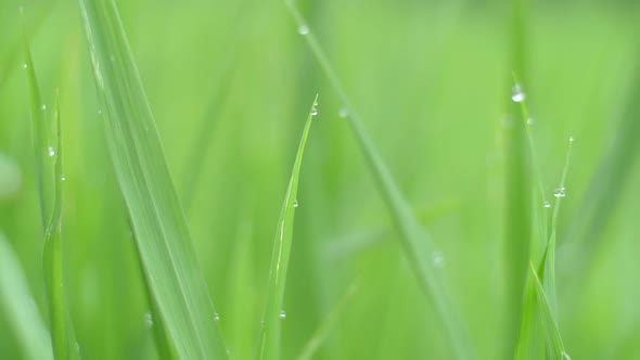Dew Drops On Green Rice Leaf