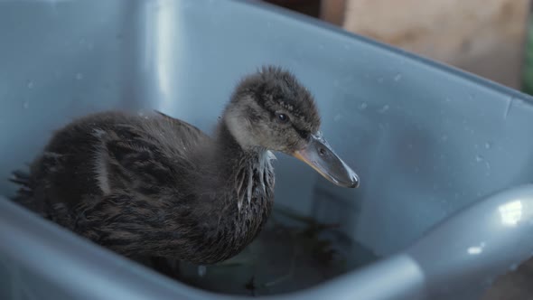 Adorable young duckling cared for in shelter eating food in basin
