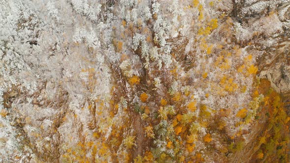 Snowy autumn forest Autumn colors Eastern Sayan Siberia Buryatia Arshan