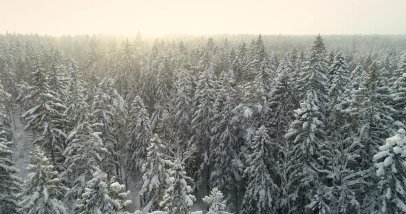 Winter Forest Aerial View Flying Over Snow Covered Spruce Trees on Sunny Day