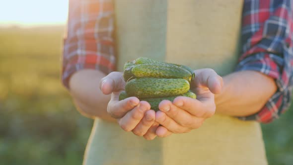 The Farmer's Hands Hold Several Fresh Cucumbers Just Collected on the Field