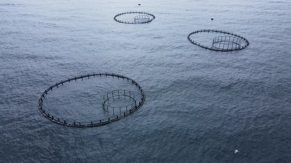 Fish Cages of Fish Farm in Sea with Fish Until They Can Be Harvested