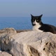 Cat On The  Beach - VideoHive Item for Sale