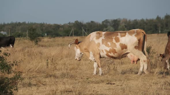 Herd of Cows Grazes on a Meadow in the Setting Sun