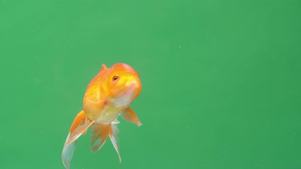 Gold Fish On Green Screen Background
