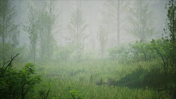 Rainy Foggy Forest