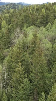 Aerial View of Trees in the Forest