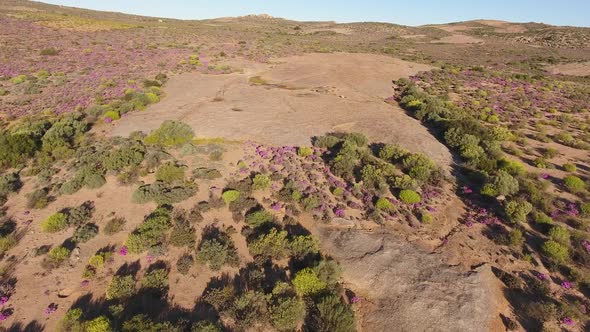 Aerial View Of Wild Flowers - South Africa