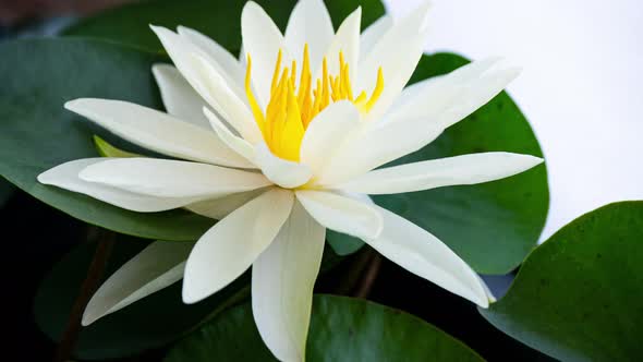 Yellow Water Lily Blooming in Time Lapse on a Green Leaves Background