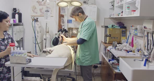 Veterinary surgery - Veterinarian operating a white dog in a pet clinic