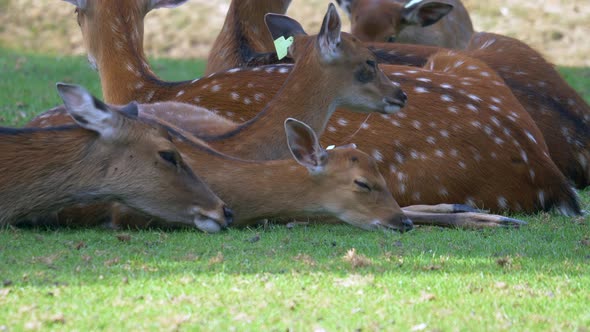 Group of cute Deer Family resting on pasture in shadow during hot summer day