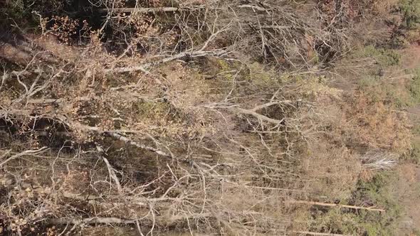 Vertical Video of an Autumn Forest During the Day in Ukraine