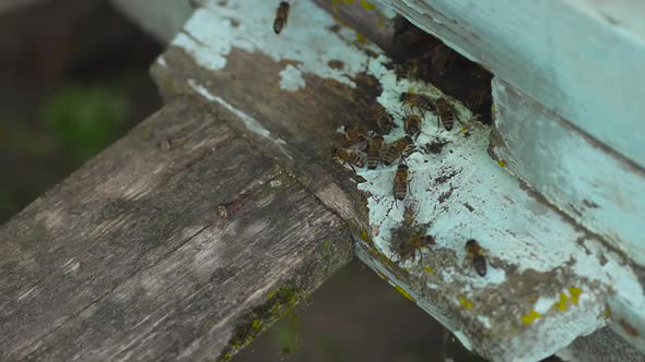 Honey Bees Fly and Crawl Into Their Wooden Beehive Carry Nectar From Plants.