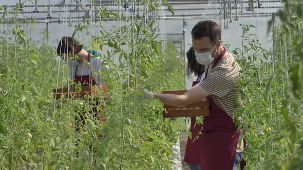 Masked Greenhouse Workers During Tomato Harvest