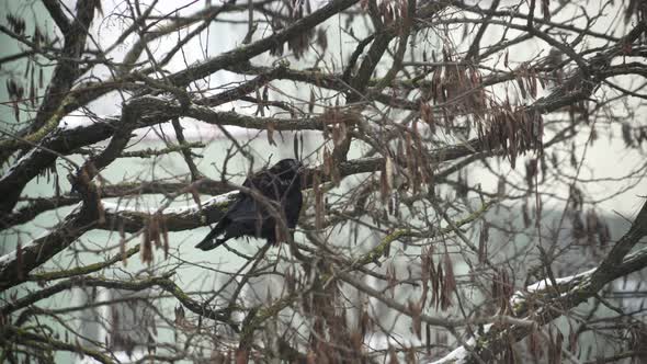 A Raven Sits on a Tree in a Heavy Snowfall