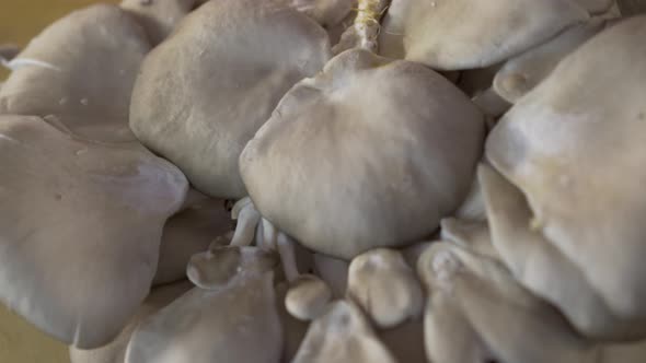 Very tight shot of turning, fresh oyster mushrooms on a thick wooden cutting board.