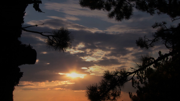 Pine And Sunset