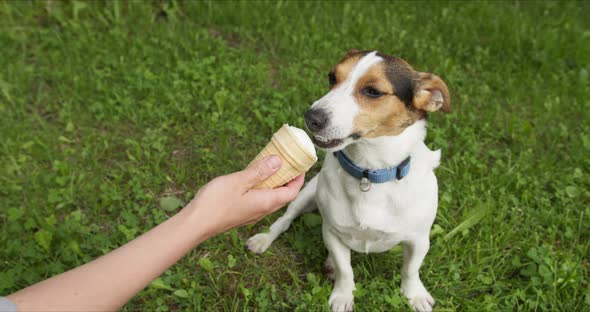 Dog Breeds Jack Russell Terrier Eats Ice Cream with Hands