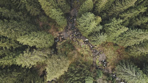 Top Down Closeup River at Pine Trees