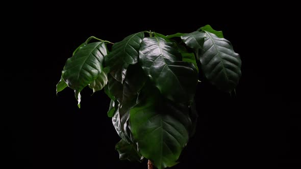 Green Plant Time Lapse - Coffee Plant Timelapse