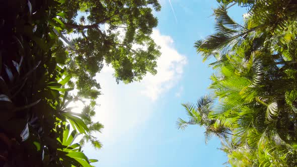 Green Jungle Trees and Palms Against Blue Sky and Shining Sun. Travel Vacation Nature Concept