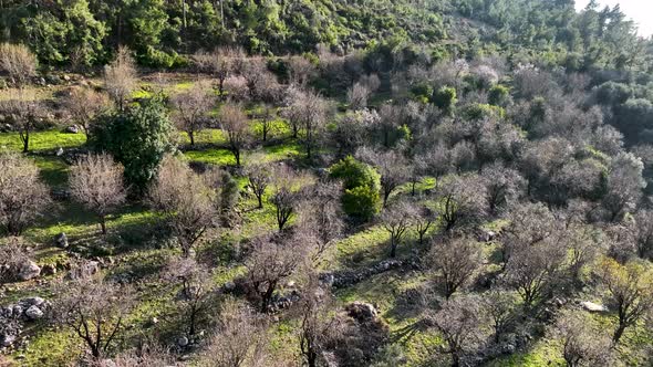 Mendal Spring Garden Aerial View 4 K