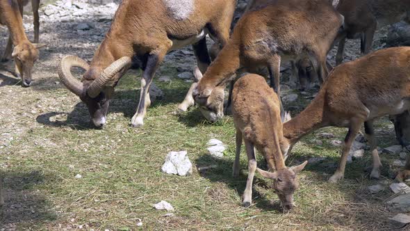 Close up of cute Mouflon Family grazing on field during sunset in mountains - Young and Adult Mouflo