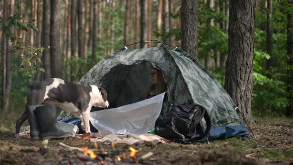 Purebred Curios Dog Entering Tent with Woman Sitting Inside Talking to Pet