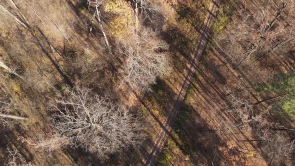 Forest with Trees in the Fall