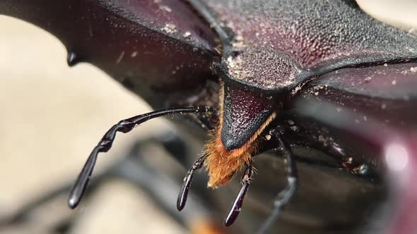 The Head of Beetle Stag with Horns and Antennae - Macro Shot