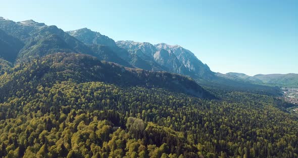 Romanian Forest