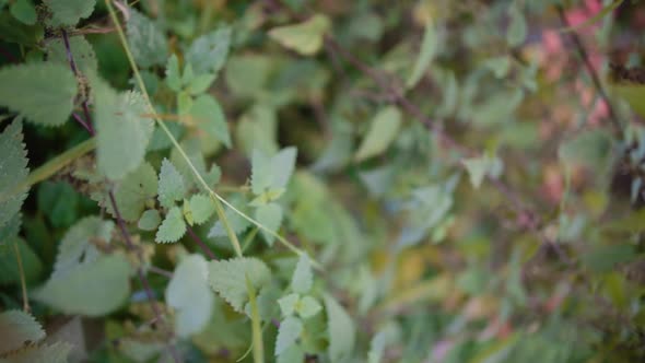 Vertical shot of stinging nettle growing wildly in the shrubbery.