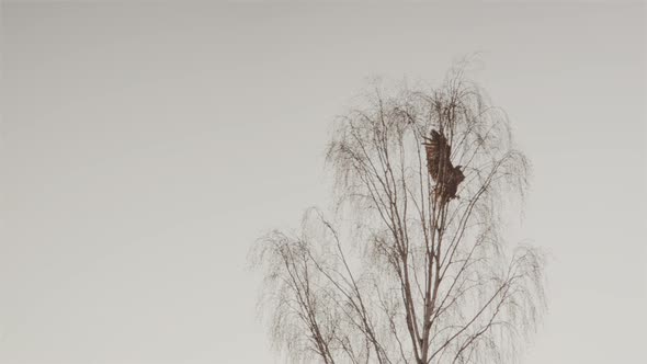 White-tailed sea eagle crash lands on a tree in Sweden, slow motion wide shot