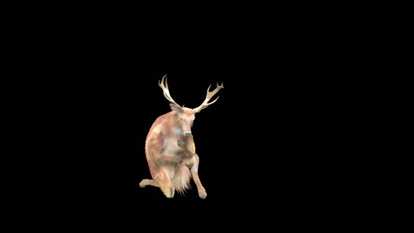 Deer Dancing HD alt