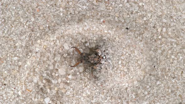 Insect larva Myrmeleon formicarius or common antlion, family Myrmeleontidae