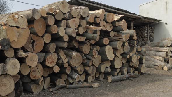 Timber Logging. Freshly Cut Tree Wooden Logs Piled Up. Wood Storage for Industry