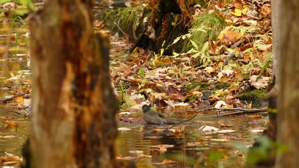 American Robin Bathing On Wetland In The Forest During Autumn Season. static. mossy pond with fallen