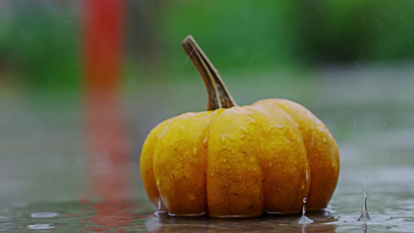 Halloween Pumpkin alt