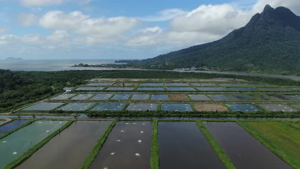 Prawn Fish Farm Aerial