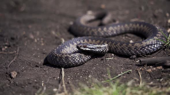 Venomous Adder Viper Snake (Vipera Berus) Attack and Bite