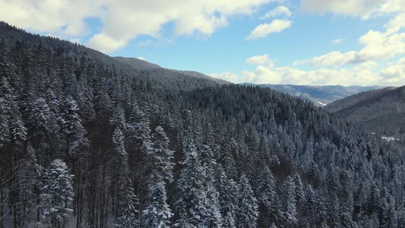 Aerial winter landscape with spruse trees of snow covered forest in cold mountains. alt