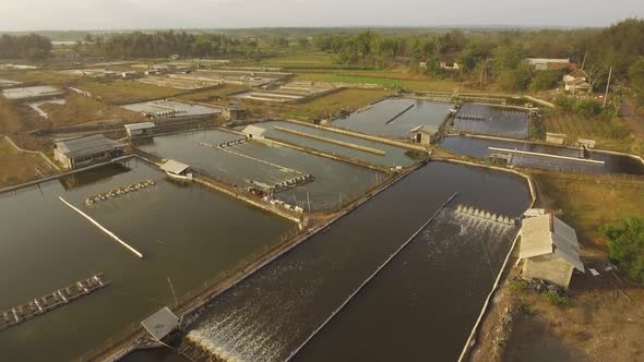 Shrimp Farming in Indonesia