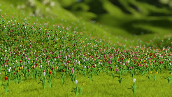 Flower Field