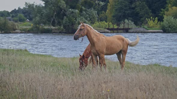 Horse Chewing Grass in the Beautiful Field