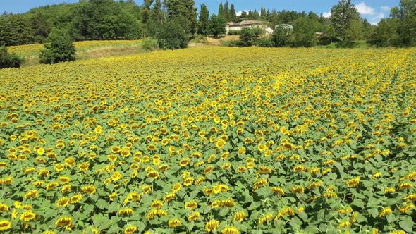 Aerial view of a sunflower field in the countryside on a sunny day in Italy