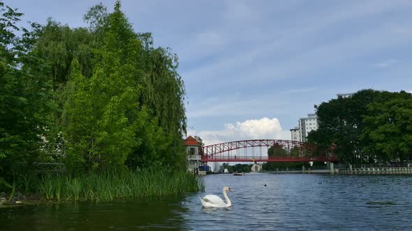 Berlin City - Tegel Lake - Swan and Bridge